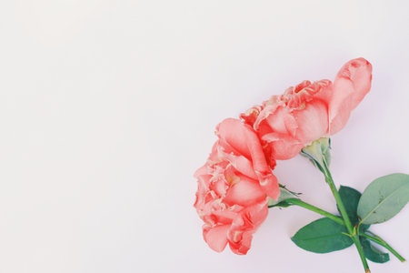Dry rose in white background. Blank space for text. Select focus.の写真素材