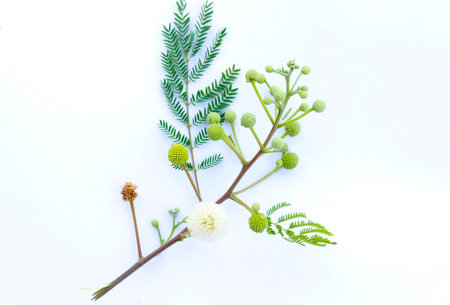 Leucaena leucocephala Leaf in white backgroundの写真素材