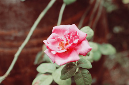 Rose in the garden. Select focusの写真素材