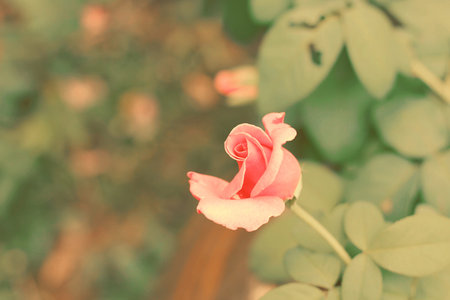 Rose in the garden. Select focusの写真素材