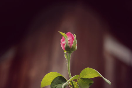 Rose in the garden. Select focusの写真素材