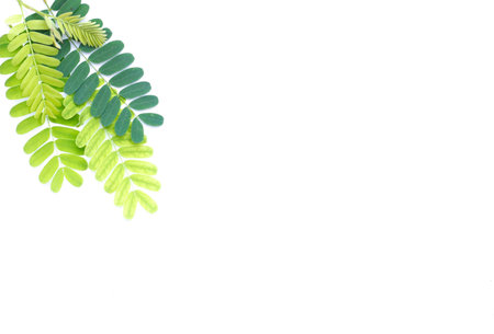 Tamarind leaves in white background. Select focus. Blank space for text.の写真素材