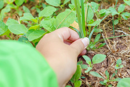 Young plants of eggplant in the garden. Preparing for plant. Select focus.