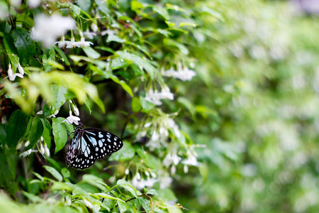 Butterfly in gardenの写真素材