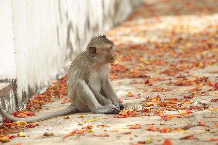 monkey の写真素材