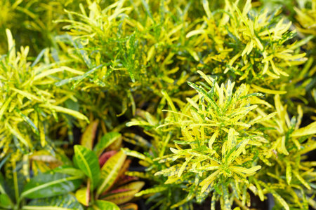 Leaves