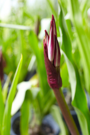 Flowerの写真素材