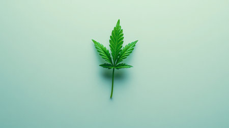A single cannabis leaf centered on a bright white background, for wellness or natural topics.の素材
