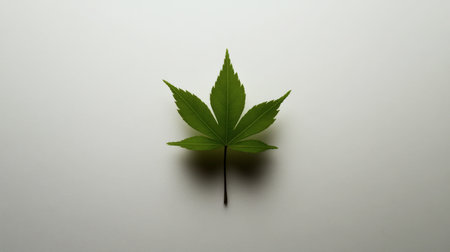 A single vibrant green maple leaf centered on a clean white background, highlighting natures simplicity.の素材