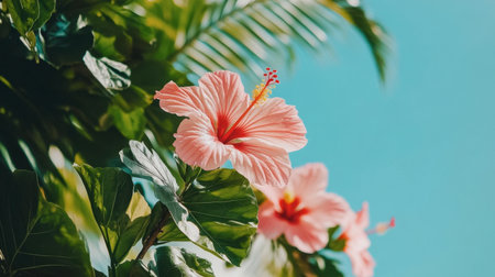 A beautiful pink hibiscus flower blooms against a backdrop of a clear blue sky, showcasing its vibrant petals and lush green leaves, evoking tropical tranquility.の素材