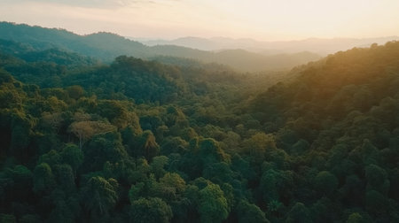 A breathtaking view of a lush green forest landscape bathed in warm sunset light. The serene environment showcases rich biodiversity and stunning natural beauty.の素材