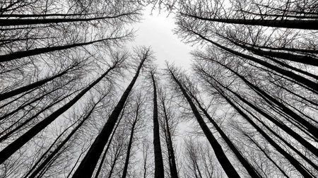 A captivating view of bare trees reaching upwards towards a gray sky, capturing the essence of winter's quiet beauty in a serene forest setting.の素材