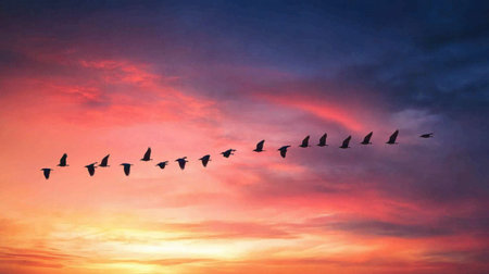 A flock of birds flying in formation across a vibrant sunset sky.の素材