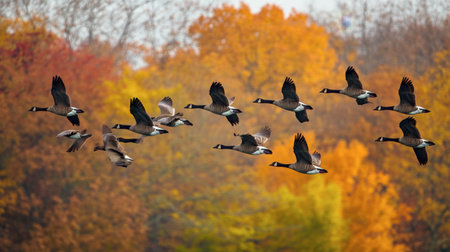 A flock of geese flying south in a V-formation against a backdrop of autumn trees.の素材