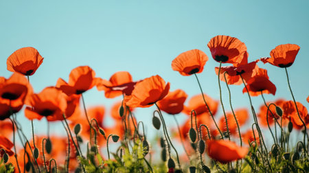 A field of red poppies in full bloom, swaying gently in the breeze under a clear blue sky.の素材