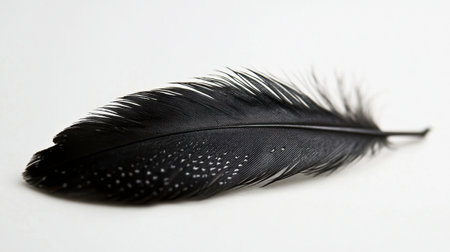 A close-up of a black feather with intricate details, lying on a white surface.の素材