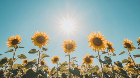 A sunflower field under a clear blue sky, with tall flowers turning their faces toward the sun.の素材