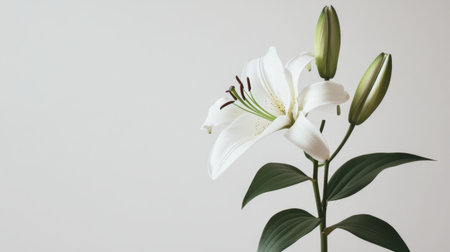 A minimalistic composition of a lily flower against a plain white background, focusing on its elegance.の素材