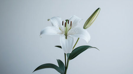 A minimalistic composition of a lily flower against a plain white background, focusing on its elegance.の素材