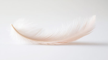 A close-up of a single, delicate feather resting on a white background, its soft texture creating a feeling of lightness.の素材