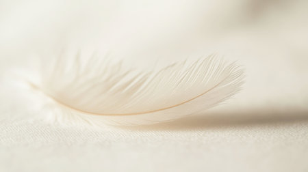 A close-up of a single, delicate feather resting on a white background, its soft texture creating a feeling of lightness.の素材