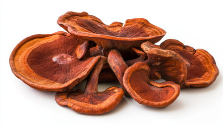 A cluster of Reishi mushrooms scattered on a white background, displaying their natural form and texture.の素材