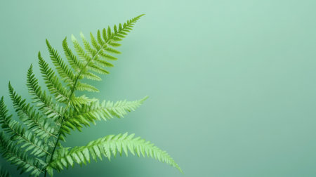 A minimalist shot of a green fern with a clean, solid green background.の素材