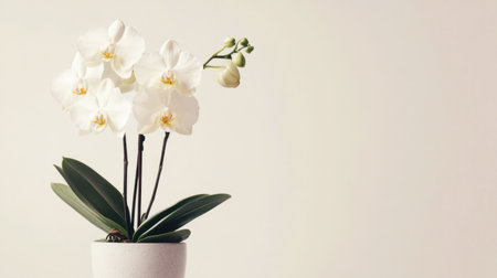 A potted orchid plant with buds ready to bloom, set against a soft white background.の素材
