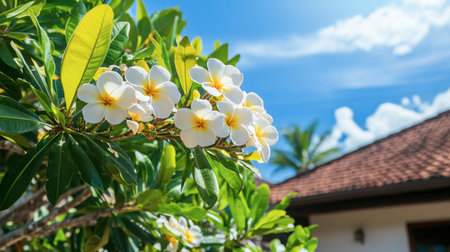 A beautiful display of tropical flowers against a clear blue sky, highlighting vibrant white blossoms and lush green leaves, ideal for nature themes.の素材