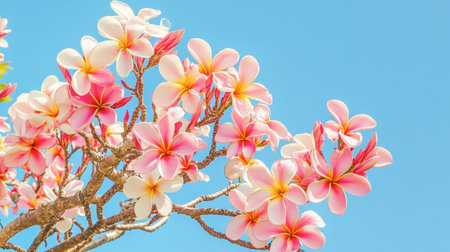 A stunning display of delicate pink and white flowers bloom against a clear blue sky, creating a vibrant and serene outdoor scene ideal for nature lovers.の素材