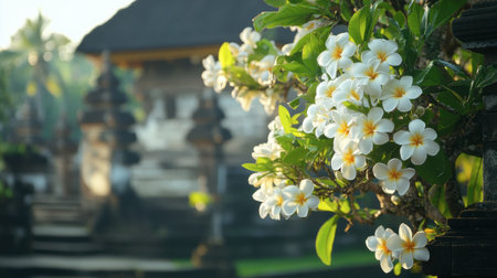 A close-up of blooming frangipani flowers in a tranquil temple garden, highlighting their white and yellow petals amidst lush greenery and soft sunlight.の素材