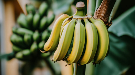 A vibrant bunch of fresh bananas hanging from a tropical plant, showcasing different shades of yellow and green. Perfect for food and health themes.の素材