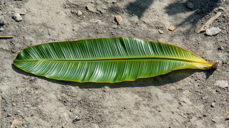 A large green leaf rests on a sandy ground, showcasing intricate textures and vibrant colors, offering a serene and natural aesthetic characteristic of tropical environments.の素材