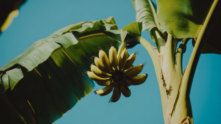 A close-up view of fresh green bananas hanging from a tree. The vibrant colors against a clear blue sky highlight their tropical nature, symbolizing growth and abundance in the outdoors.の素材