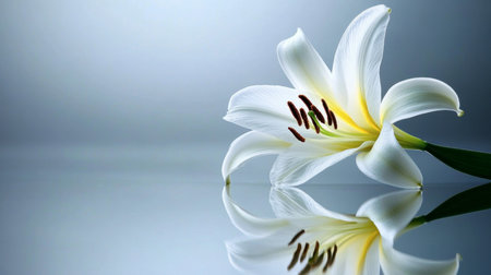 This elegant white lily flower showcases delicate petals and a serene reflection on the surface, creating a tranquil atmosphere perfect for floral themes.の素材