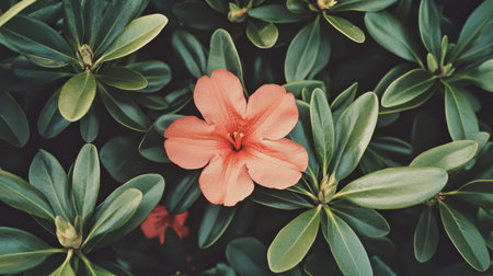 A stunning pink flower blooms amidst lush green leaves, creating a vivid contrast. This beautiful scene captures the essence of nature's tranquility and beauty.の素材