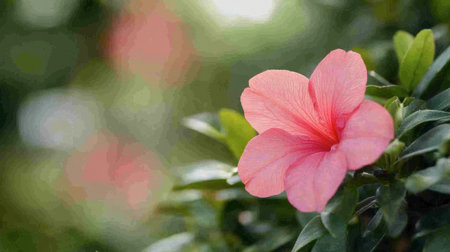 A closeup of a delicate pink flower surrounded by lush greenery, capturing the essence of natural beauty and tranquility in a serene outdoor setting.の素材