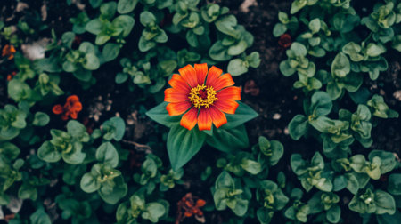 A vibrant orange flower stands out among lush green leaves, capturing the essence of nature. This captivating scene brings beauty and freshness to any garden-themed project.の素材
