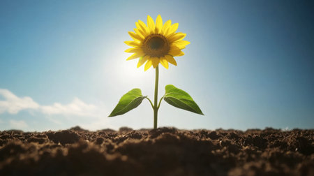 A vibrant sunflower stands alone in soft soil, reaching towards the sky. This image captures the essence of growth and natural beauty under bright sunlight.の素材