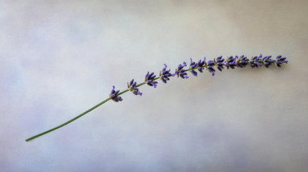 A delicate stem of lavender resting on a soft background, showcasing vibrant purple flowers. Perfect for themes of beauty, relaxation, and nature.の素材