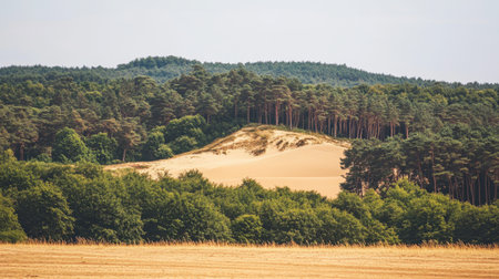 A tranquil landscape showcasing rolling sand dunes nestled among lush forests, perfect for nature lovers and outdoor enthusiasts looking for serene beauty.の素材
