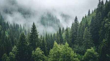 Explore a breathtaking forest scene showcasing lush greenery, towering trees, and a mystical mist that creates a serene and tranquil atmosphere in nature.の素材