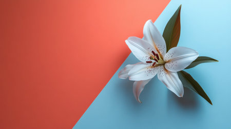 A stunning white lily bloom rests beautifully on a vibrant split color background, blending elegance and simplicity in a modern floral arrangement.の素材
