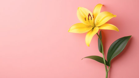 A stunning yellow lily flower showcases its beauty against a soft pink background, perfect for capturing the essence of nature and elegance in design projects.の素材