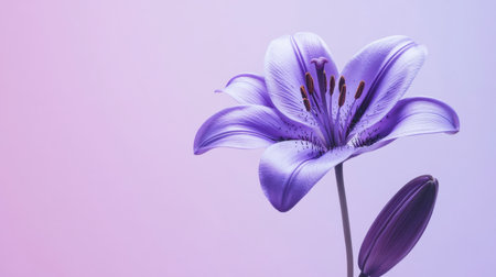 Captivating close-up of an elegant purple lily flower against a soft gradient background. The delicate petals, fresh bud, and soothing colors create a serene atmosphere.の素材
