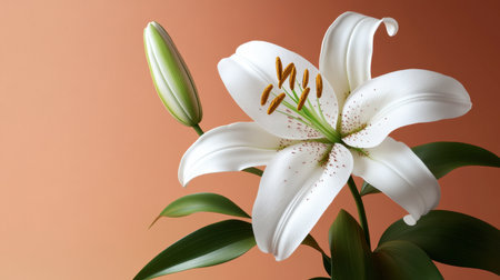 A stunning close-up of an elegant white lily flower with a fresh green bud, showcased against a soft orange background, perfect for inspiring serenity and beauty.の素材
