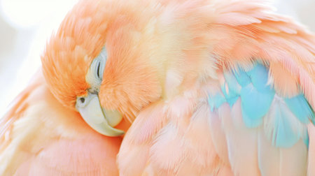 This close-up image showcases a soft pastel bird with delicate feathers resting peacefully, highlighting its colorful plumage in a serene moment of tranquility.の素材