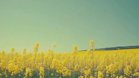 A vibrant yellow field of flowers stretches under a clear blue sky, evoking a sense of peace and the beauty of nature in a rural setting. Perfect for spring-themed projects.の素材