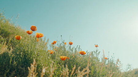 A stunning view of vibrant orange poppies swaying gently in a sunlit meadow, capturing the essence of nature's beauty and tranquility in springtime.の素材