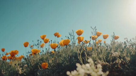 A stunning view of vibrant orange flowers blooming under a clear blue sky, capturing the beauty of nature and tranquility in a sunny landscape scene.の素材